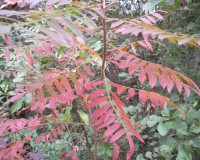 rhus copallina fall.jpg